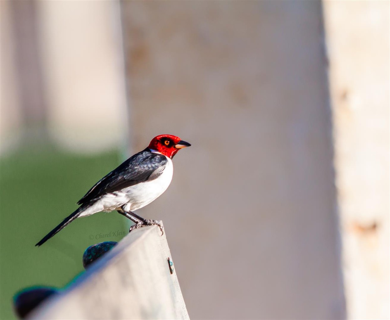 Red-capped Cardinal      (Paroaria gularis) -- Peru / Centro De Rescate Taricaya