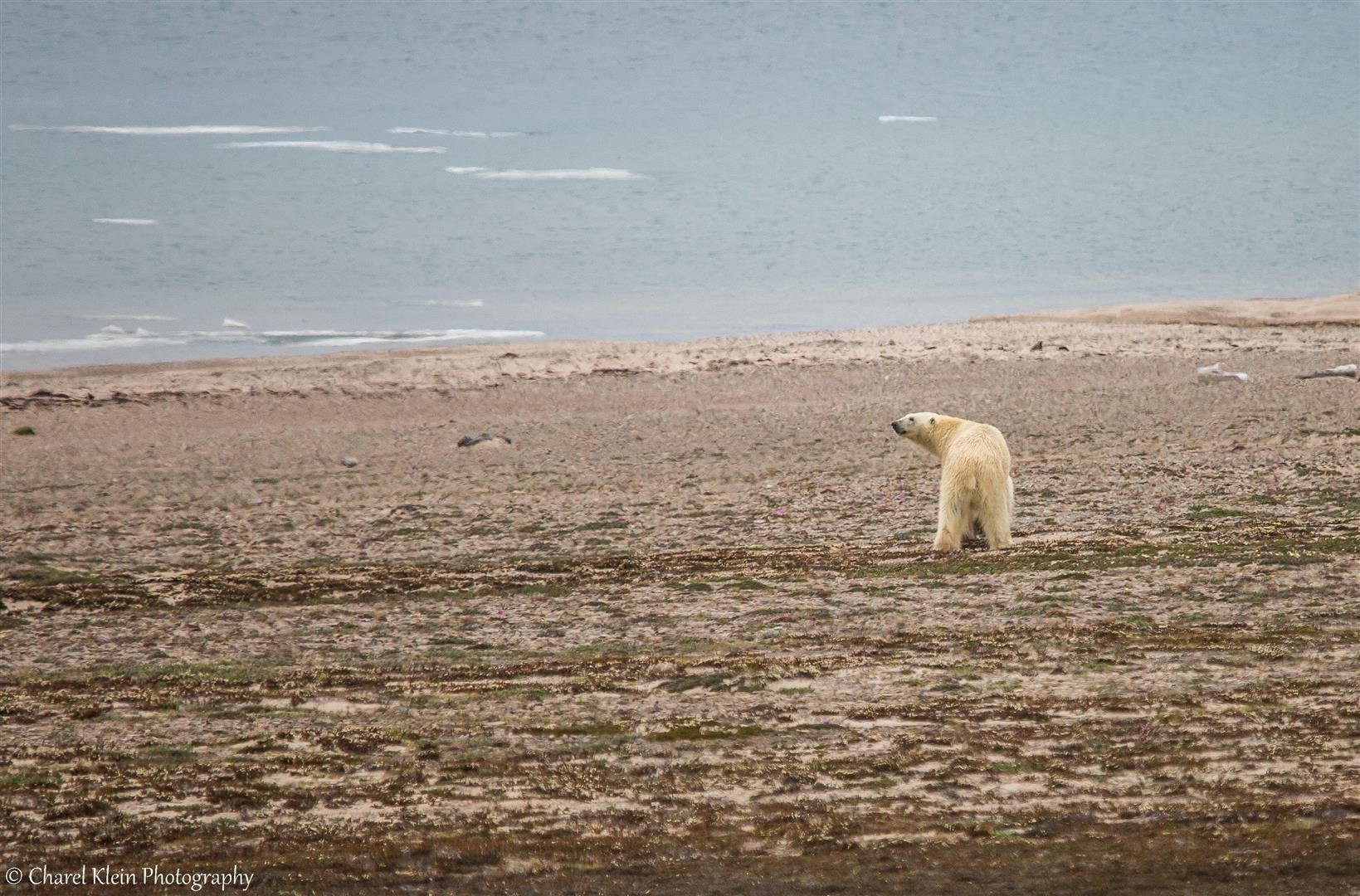 Polar bear    (Ursus maritimus)   -- Traill / Karupelv Valley Project / Greenland   --   2015