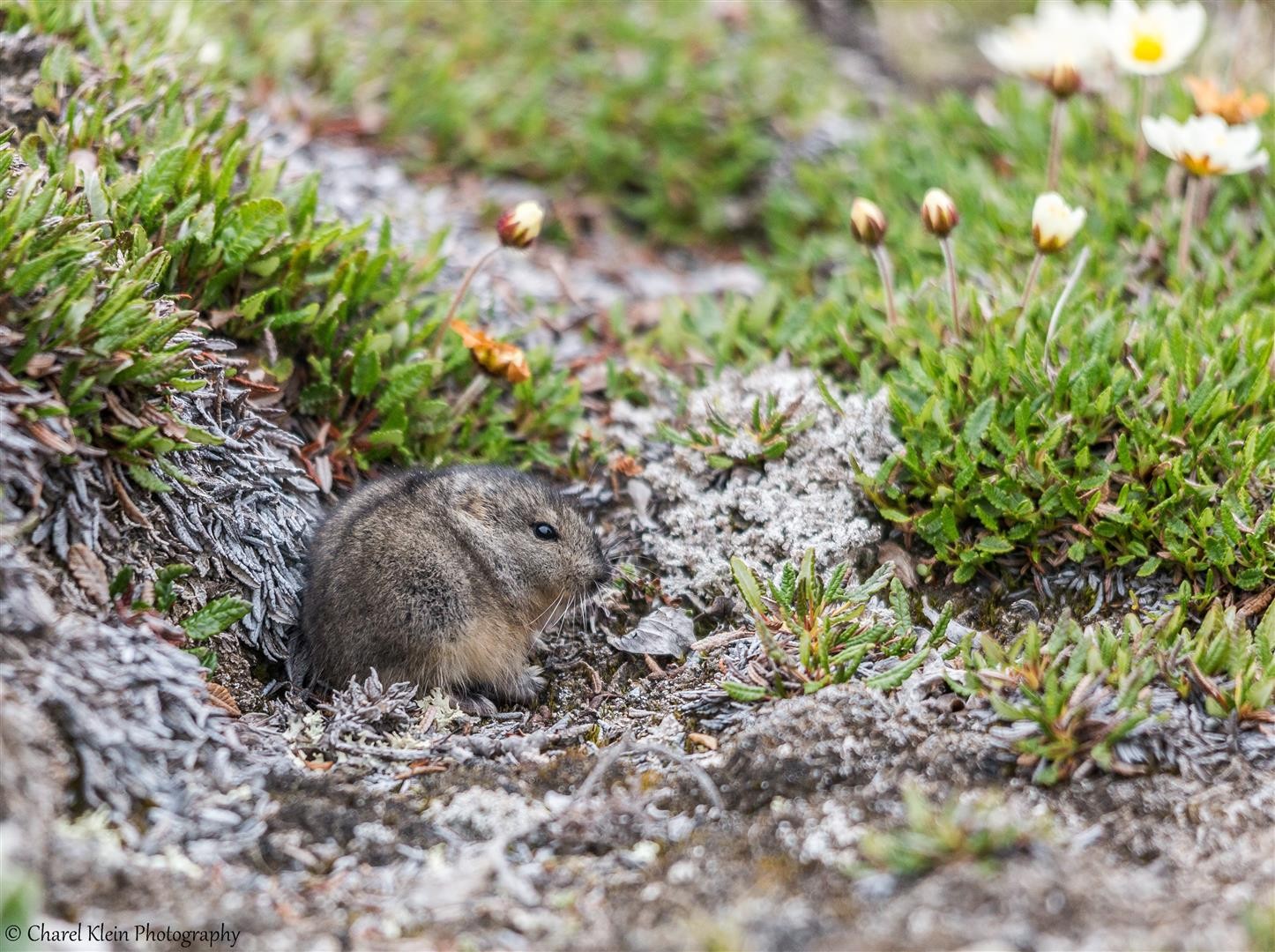 Northern Collared Lemming Charel Klein Photography