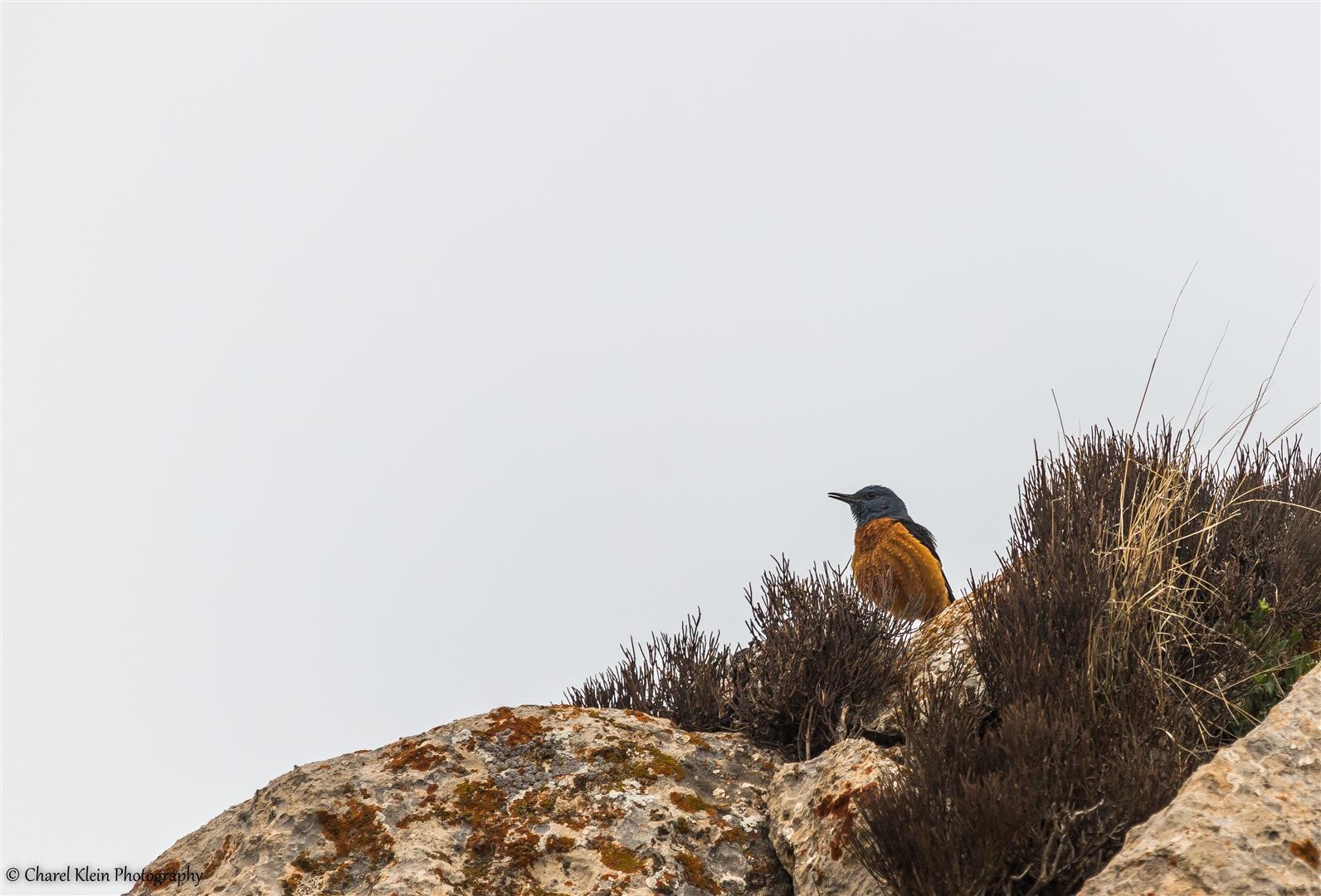 Rufous-tailed Rock Thrush (Monticola saxatilis) -- Birdingtrip Turkey 2015