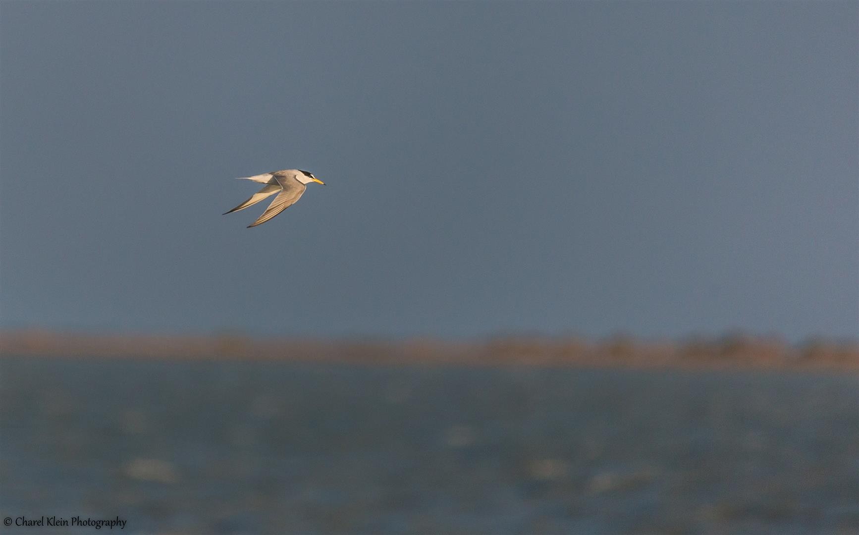 Little Tern (Sternula albifrons) -- Birdingtrip Turkey -- May 2015