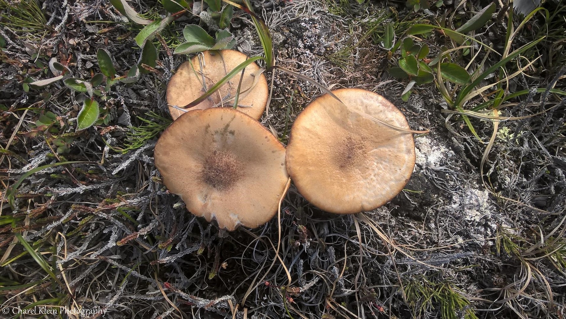 Tundra walk - mushrooms