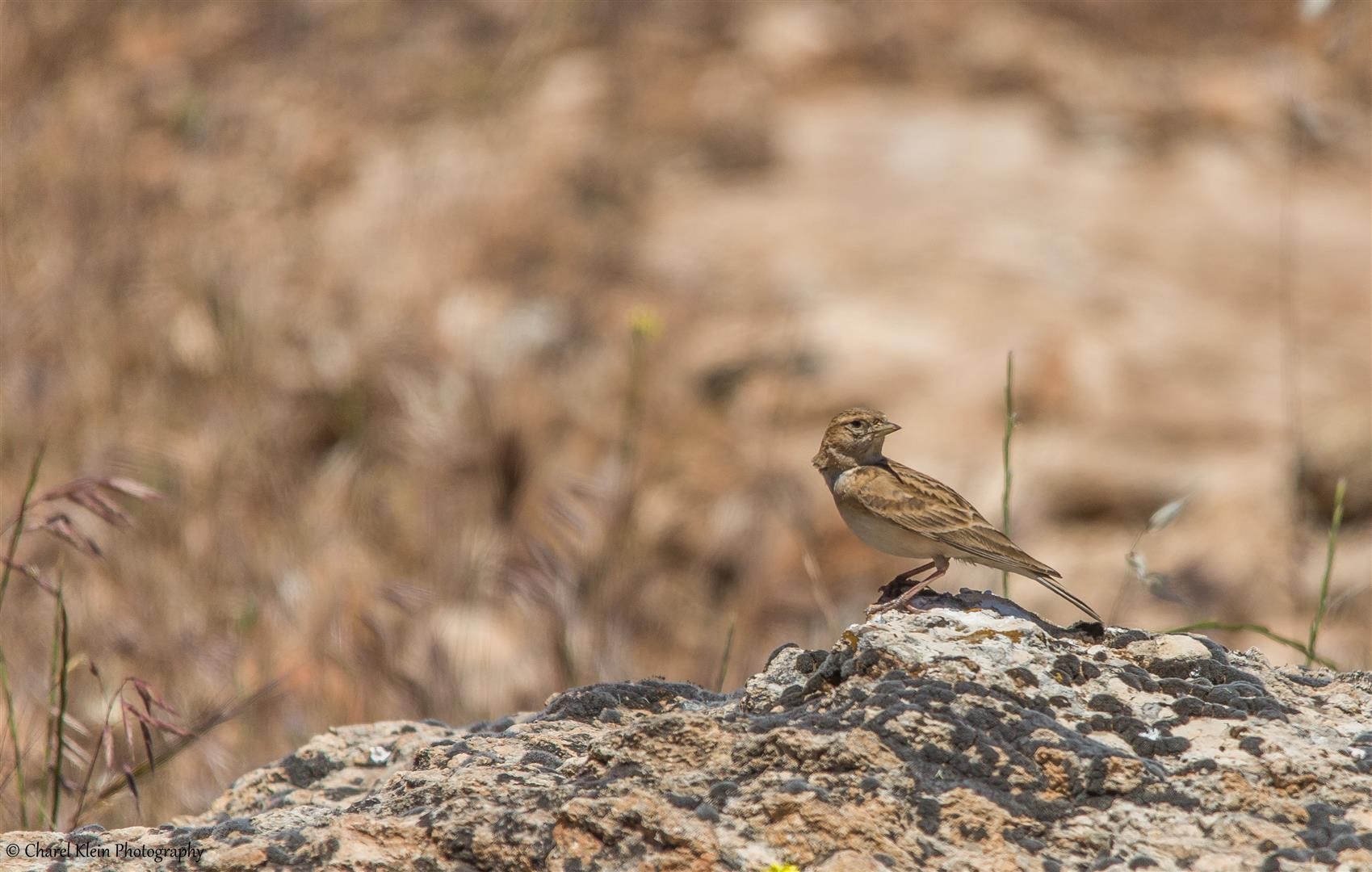 Lesser Short-toed Lark (Calandrella rufescens) -- Birdingtrip Turkey 2015