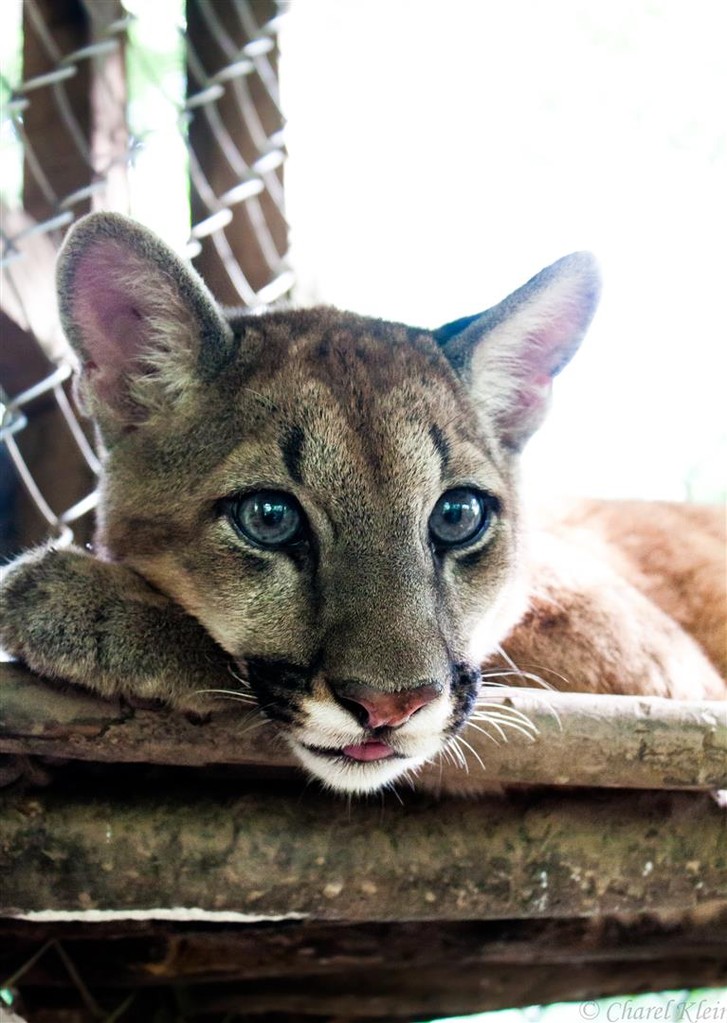 Cougar -- Peru / Centro De Rescate Taricaya