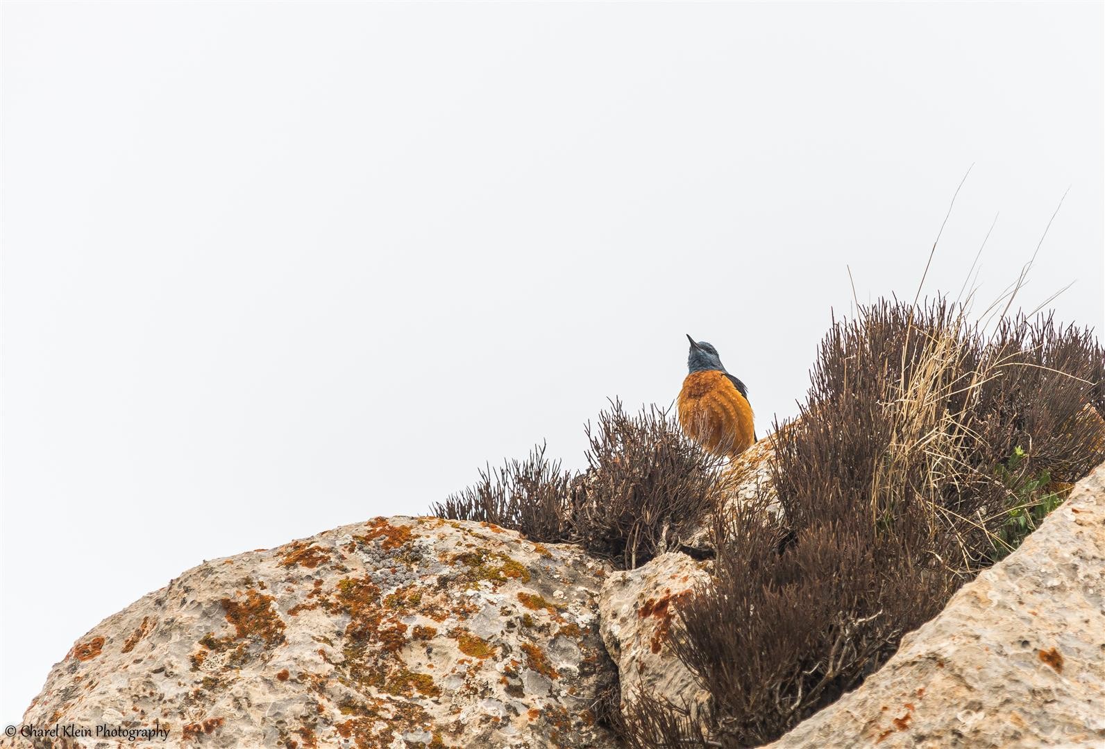 Rufous-tailed Rock Thrush (Monticola saxatilis) -- Birdingtrip Turkey 2015