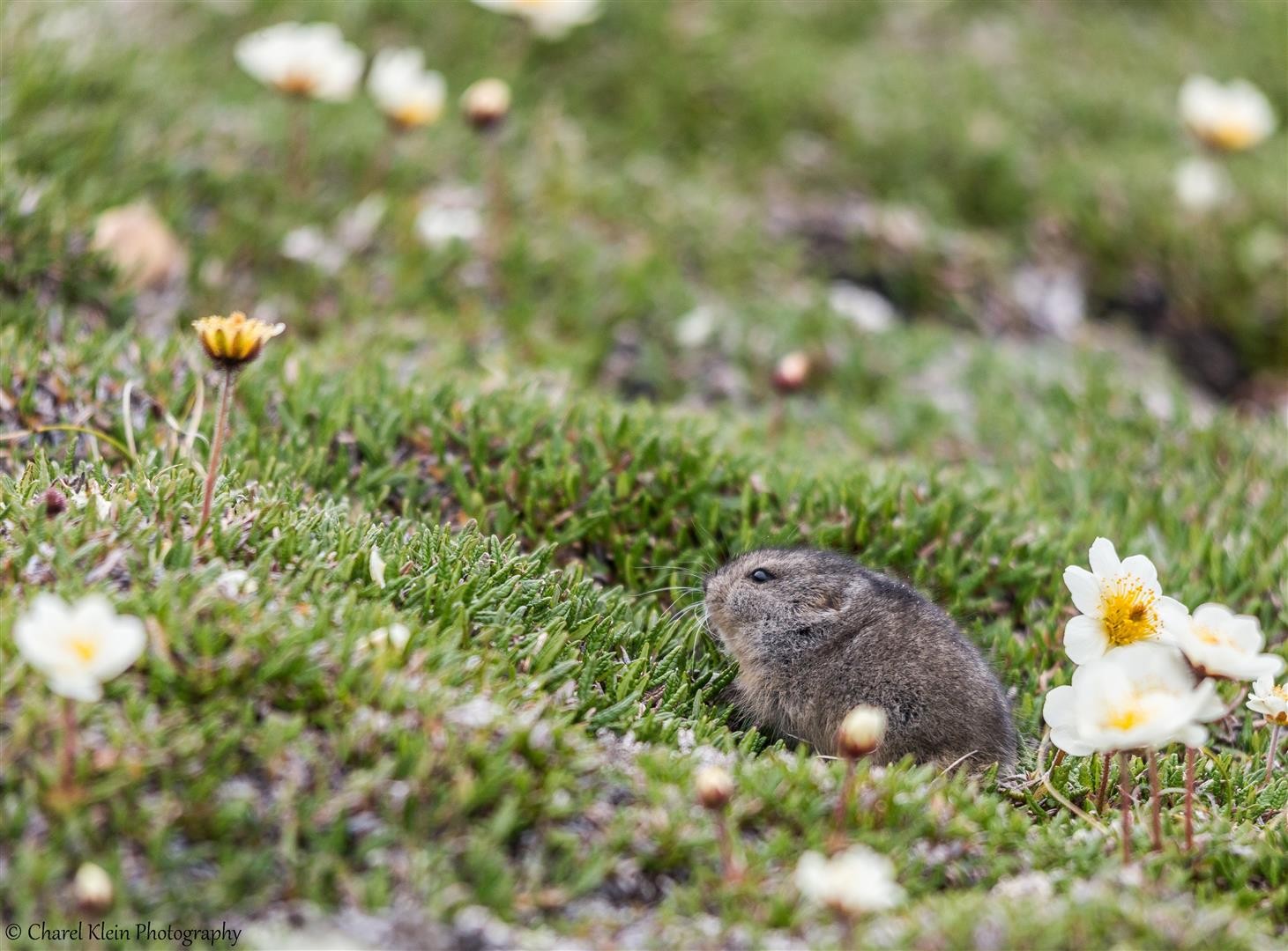 Northern Collared Lemming Charel Klein Photography