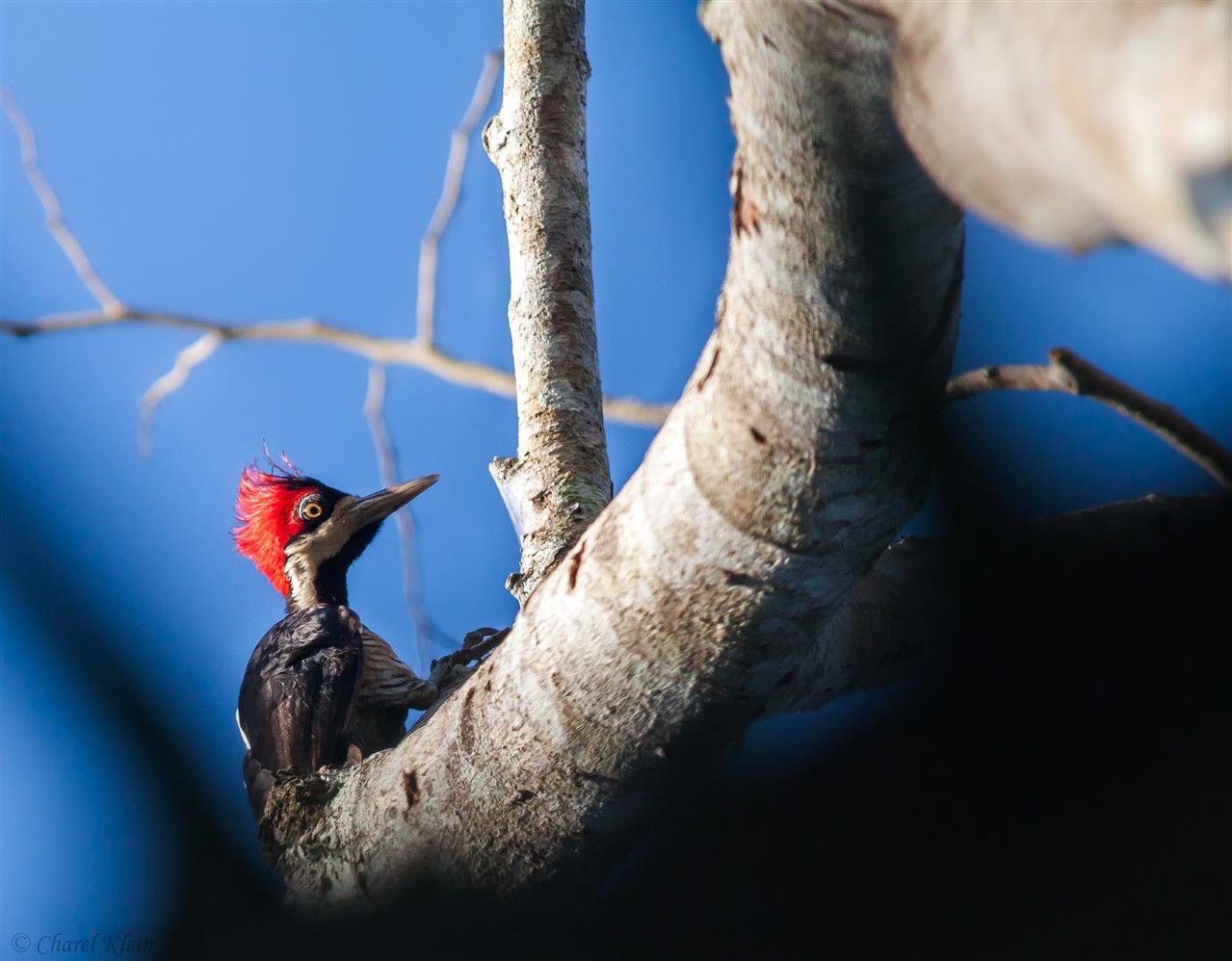 Crimson-crested Woodpecker (Campephilus melanoleucos) -- Peru / Centro De Rescate Taricaya