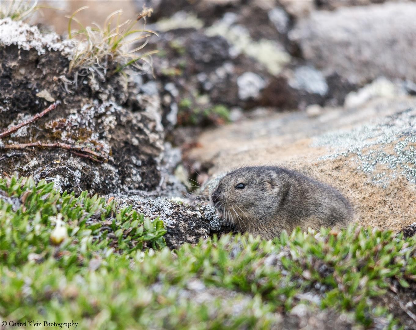 Northern Collared Lemming Charel Klein Photography