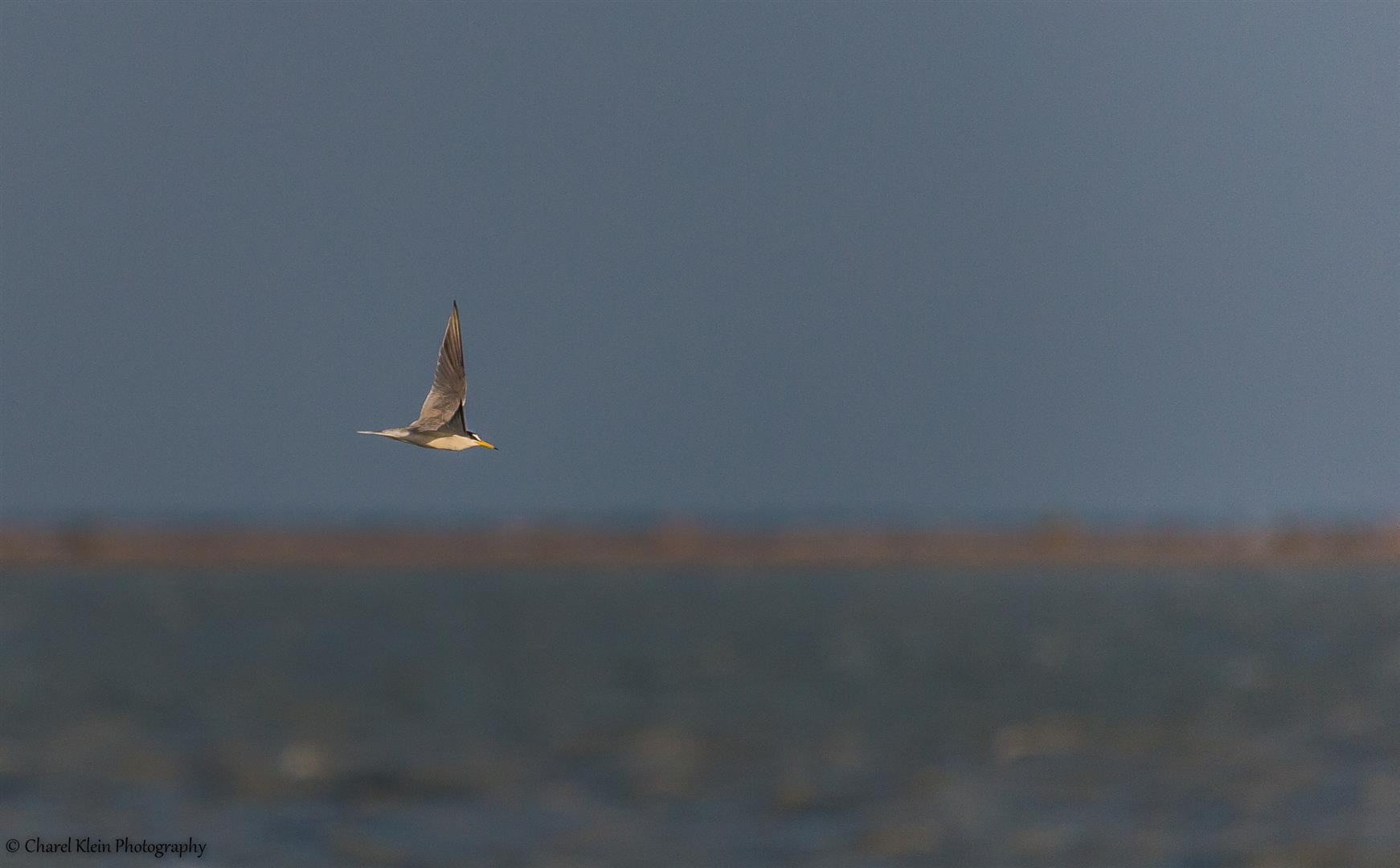 Little Tern (Sternula albifrons) -- Birdingtrip Turkey -- May 2015