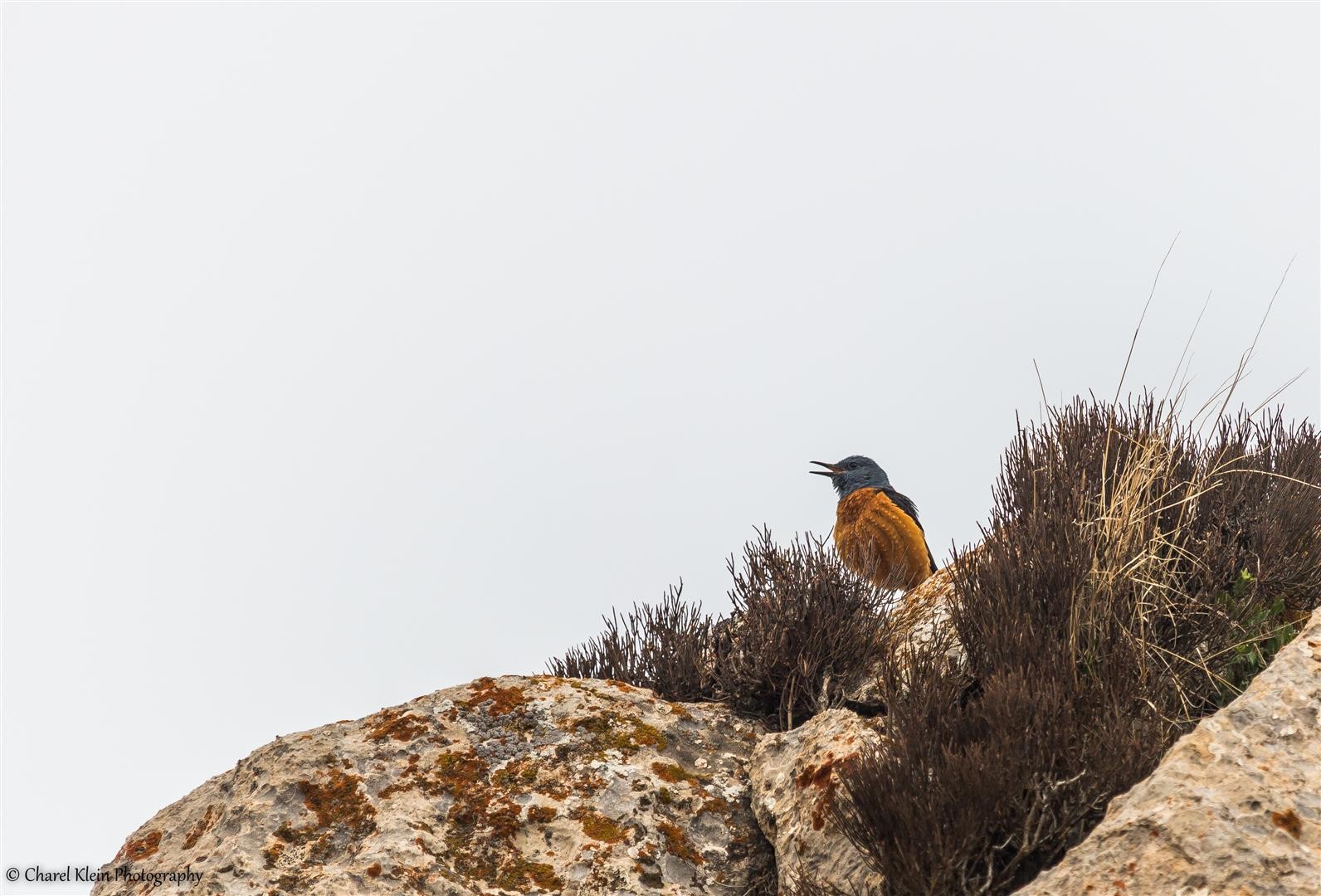 Rufous-tailed Rock Thrush (Monticola saxatilis) -- Birdingtrip Turkey 2015