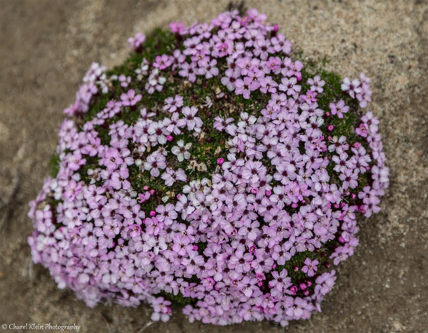 Arctic flowers