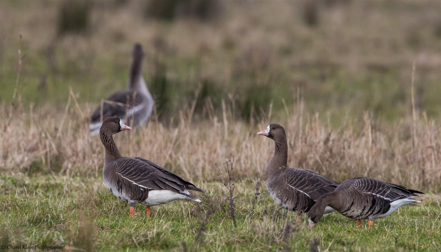 Greater White-fronted Goose (Anser albifrons) + (spp. flavirostris) --  Zeeland / Netherlands -- December 2014