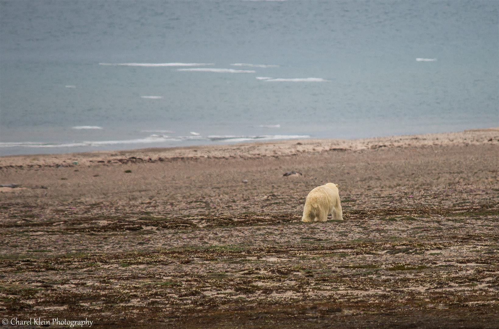 Polar bear    (Ursus maritimus)   -- Traill / Karupelv Valley Project / Greenland   --   2015