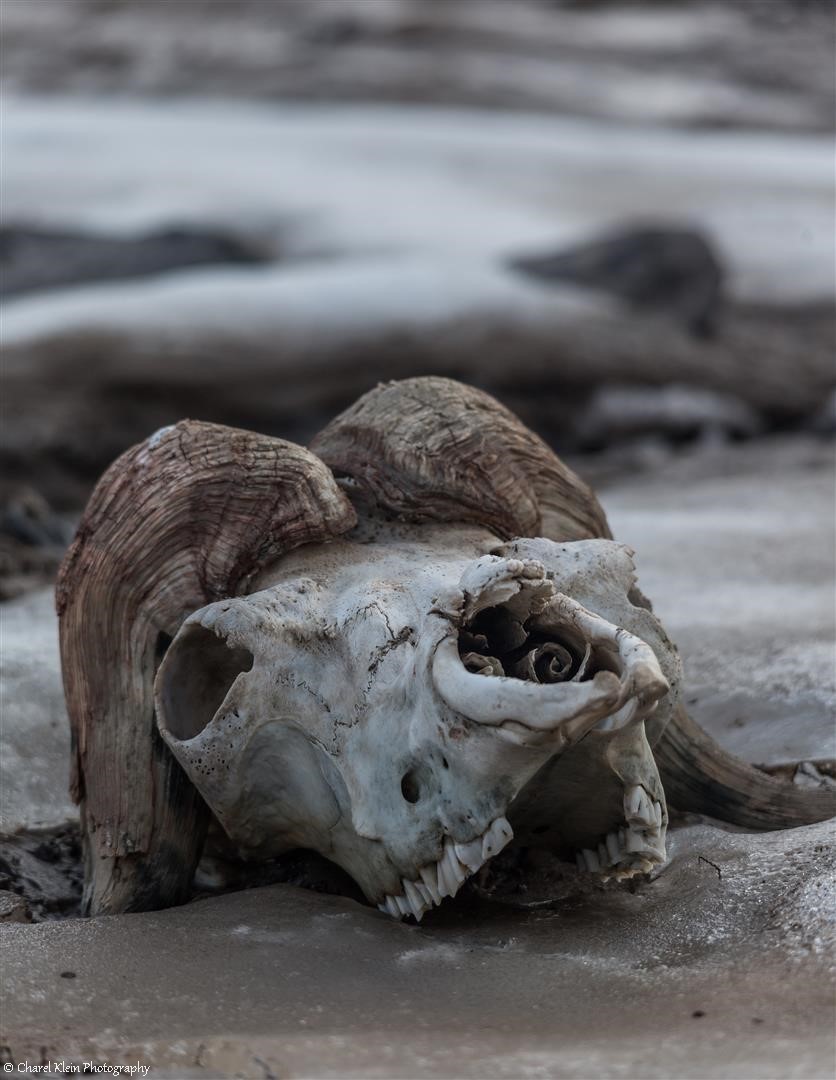 First exploring tundra - old musk ox skull