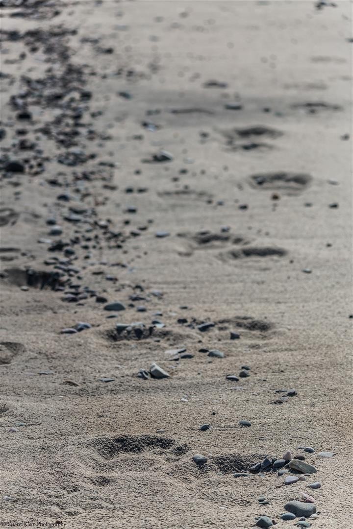 Polar bear    (Ursus maritimus)   -- Traill / Karupelv Valley Project / Greenland   --   2015