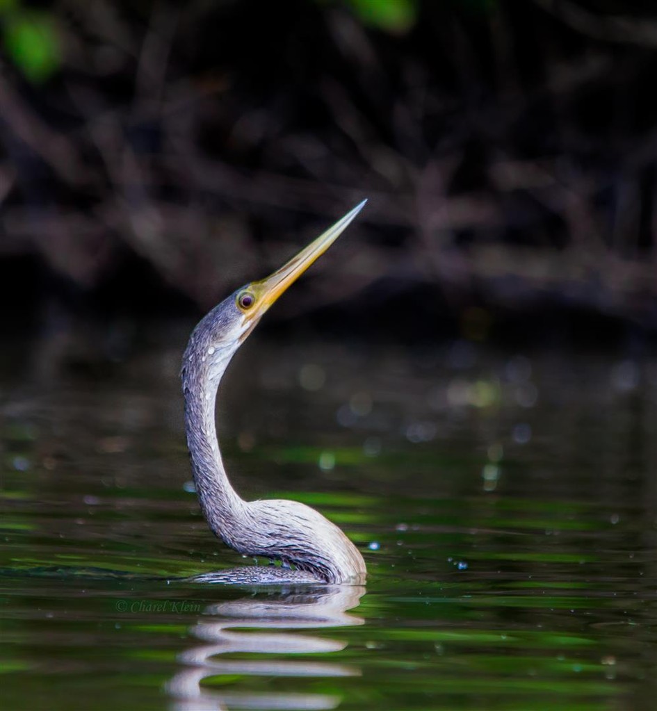  Anhinga    (Anhinga anhinga) -- Peru / Centro De Rescate Taricaya