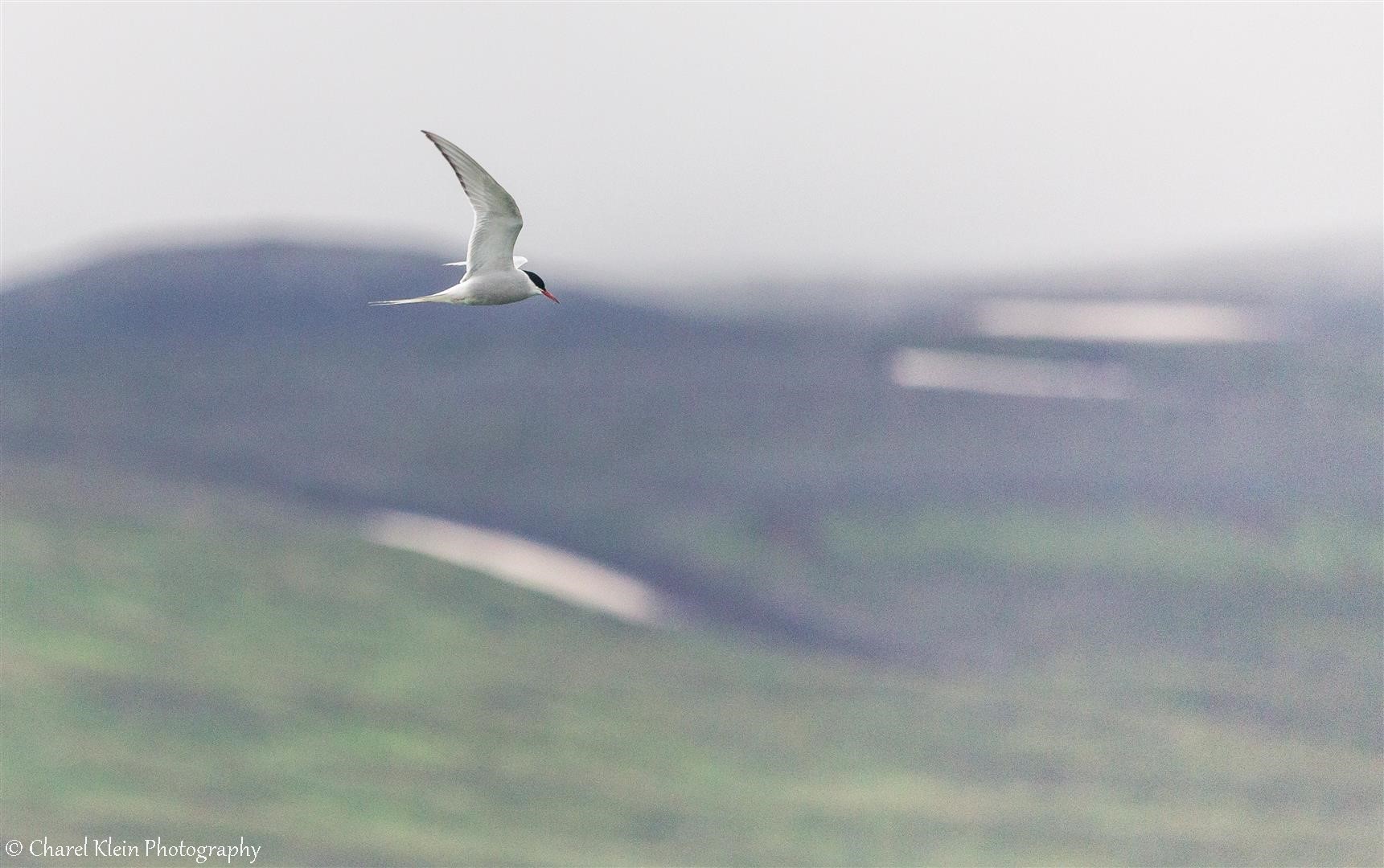 Akureyri fjord - first birding at 6 am