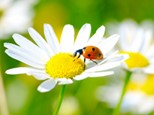 Gänseblümchen mit Marienkäfer
