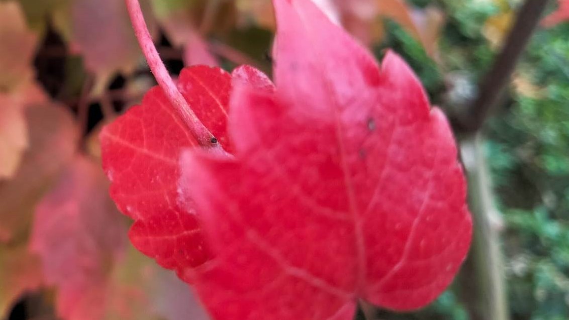 Autunno - Nell'altra stanza