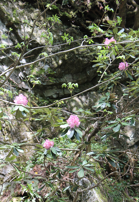 瀧谷の石楠花です