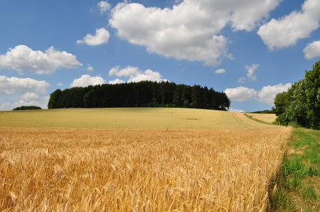 Der Hollenberg von der Straße nach Eppendorf aus gesehen