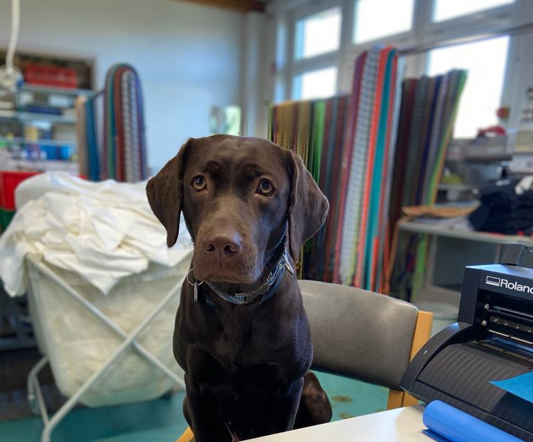 Kletterseilupcycling Shop für Hunde NEWSEED die Seilretter