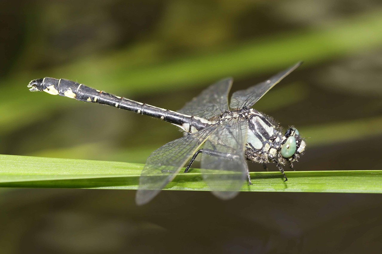 Gemeine Keilungfer, Gomphus vulgatissimus, Männchen.