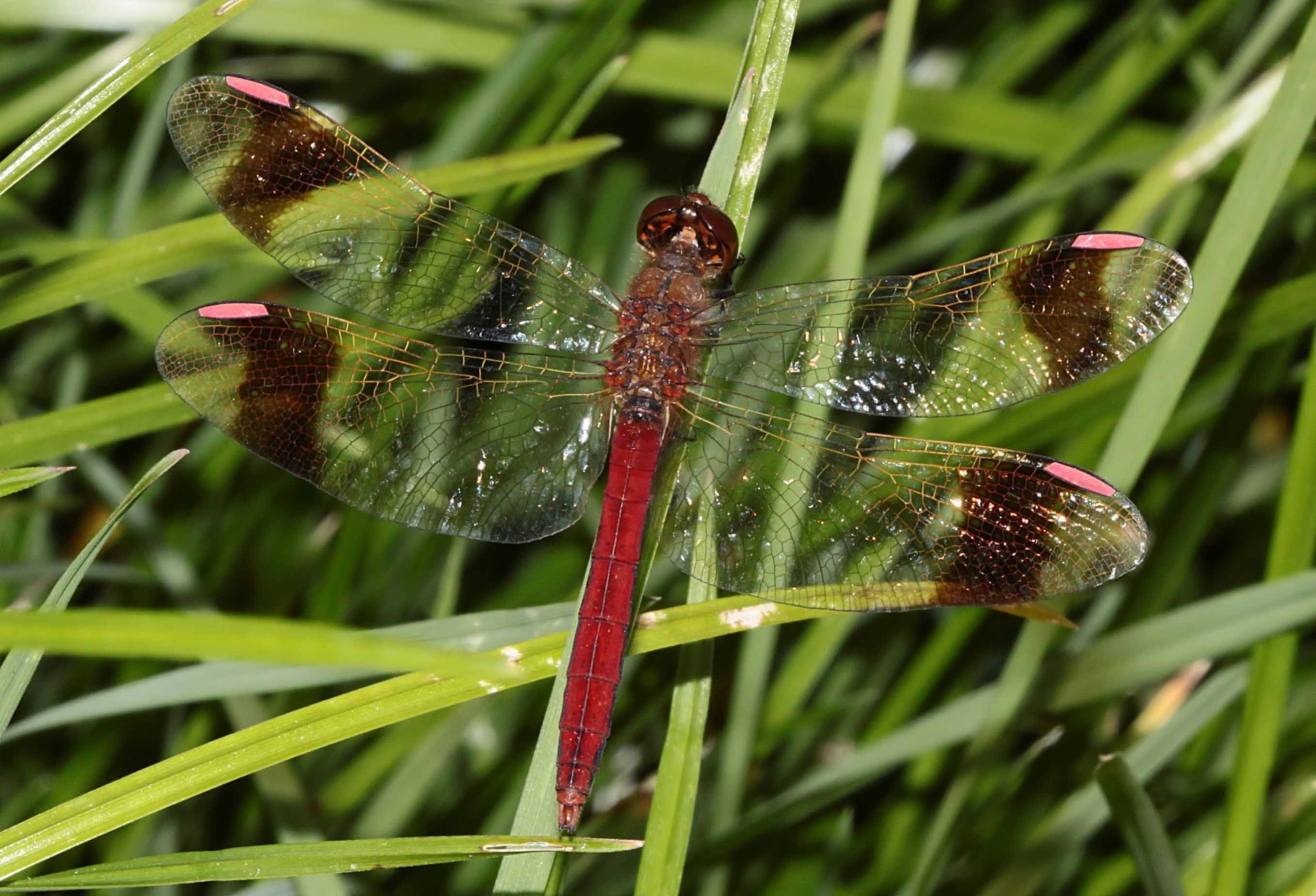 Gebänderte Heidelibelle, Sympetrum pedemontanum.