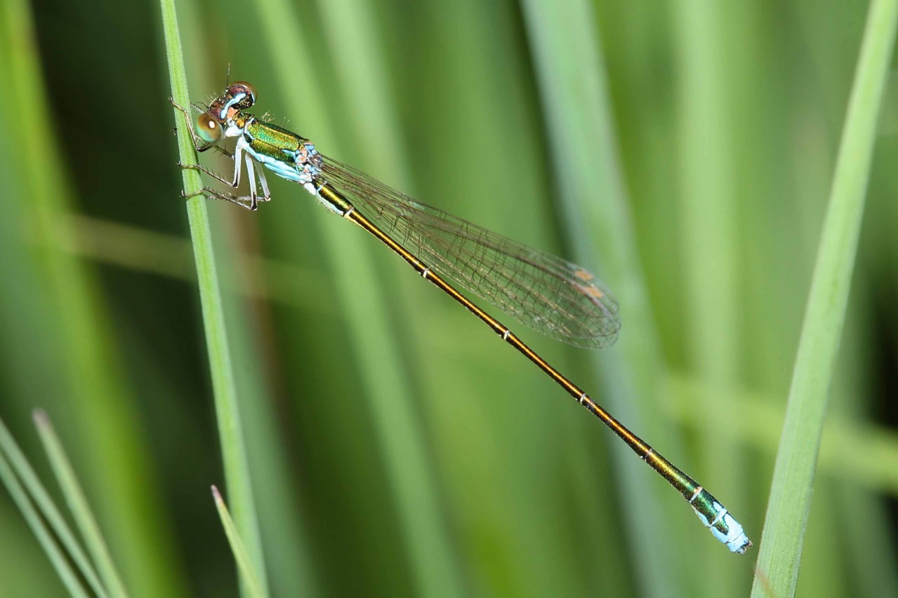 Ein Männchen der Zwerglibelle, Nehalennia speciosa.