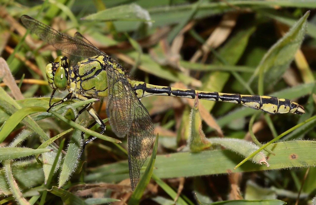 Grüne Flussjungfer, Ophiogomphus cecilia, Männchen.