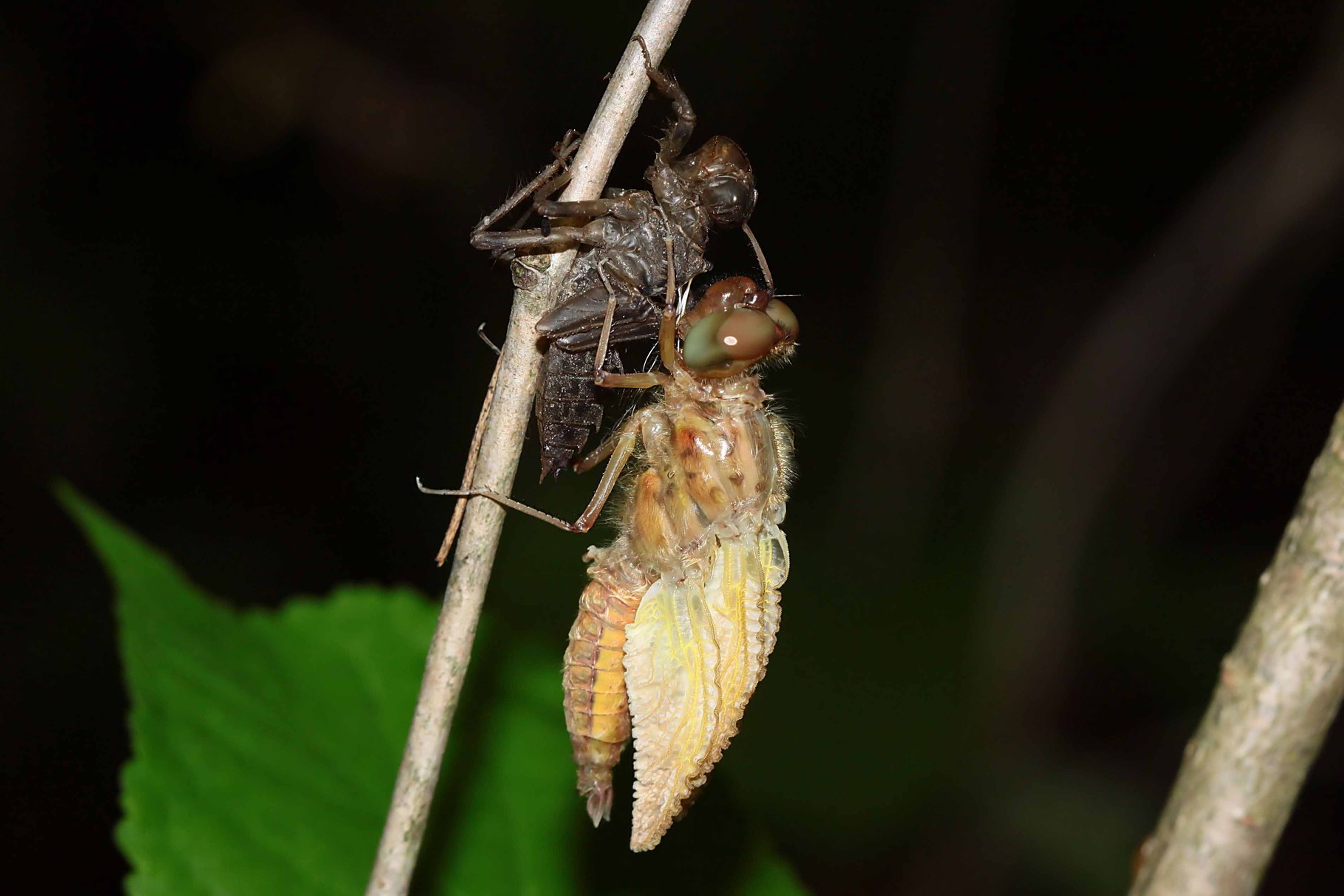 Spitzenfleck, Libellula fulva, aufpumpen der Flügel mit Hämolymphe.