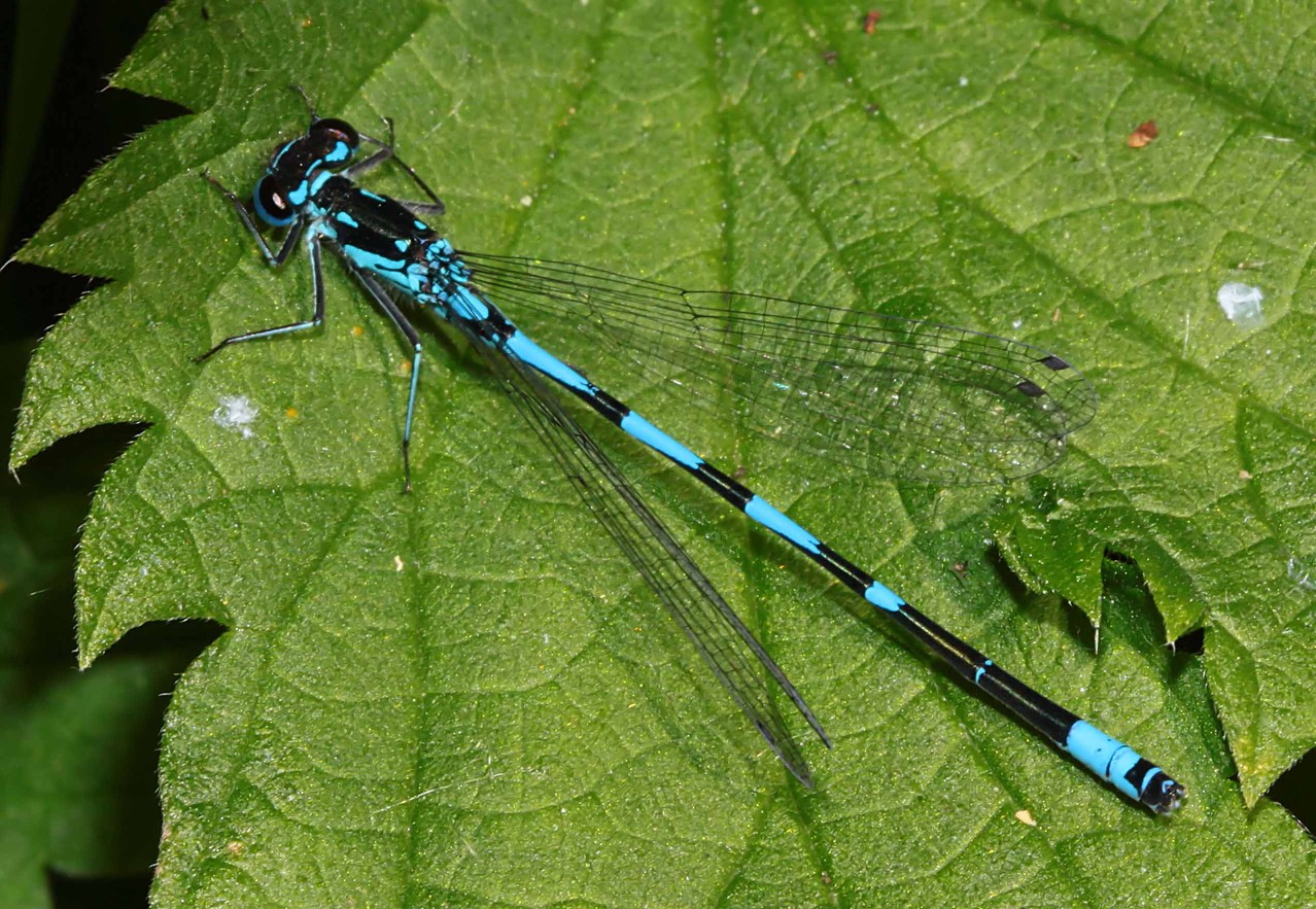 Ein Männchen der Fledermaus-Azurjungfer, Coenagrion pulchellum.