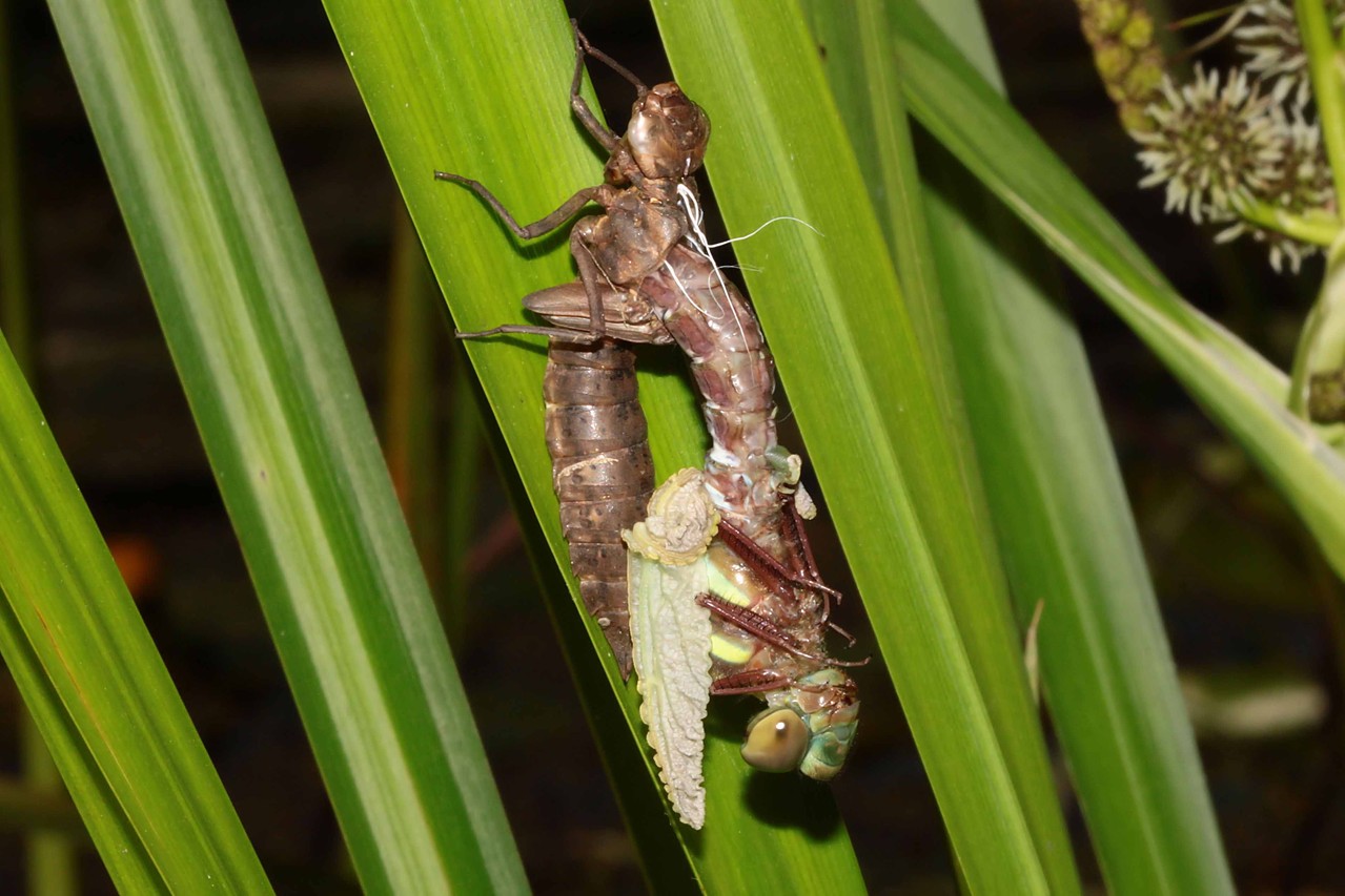 Braune Mosaikjungfer, Aeshna grandis, Beginn des Aufpumpens der Flügel.