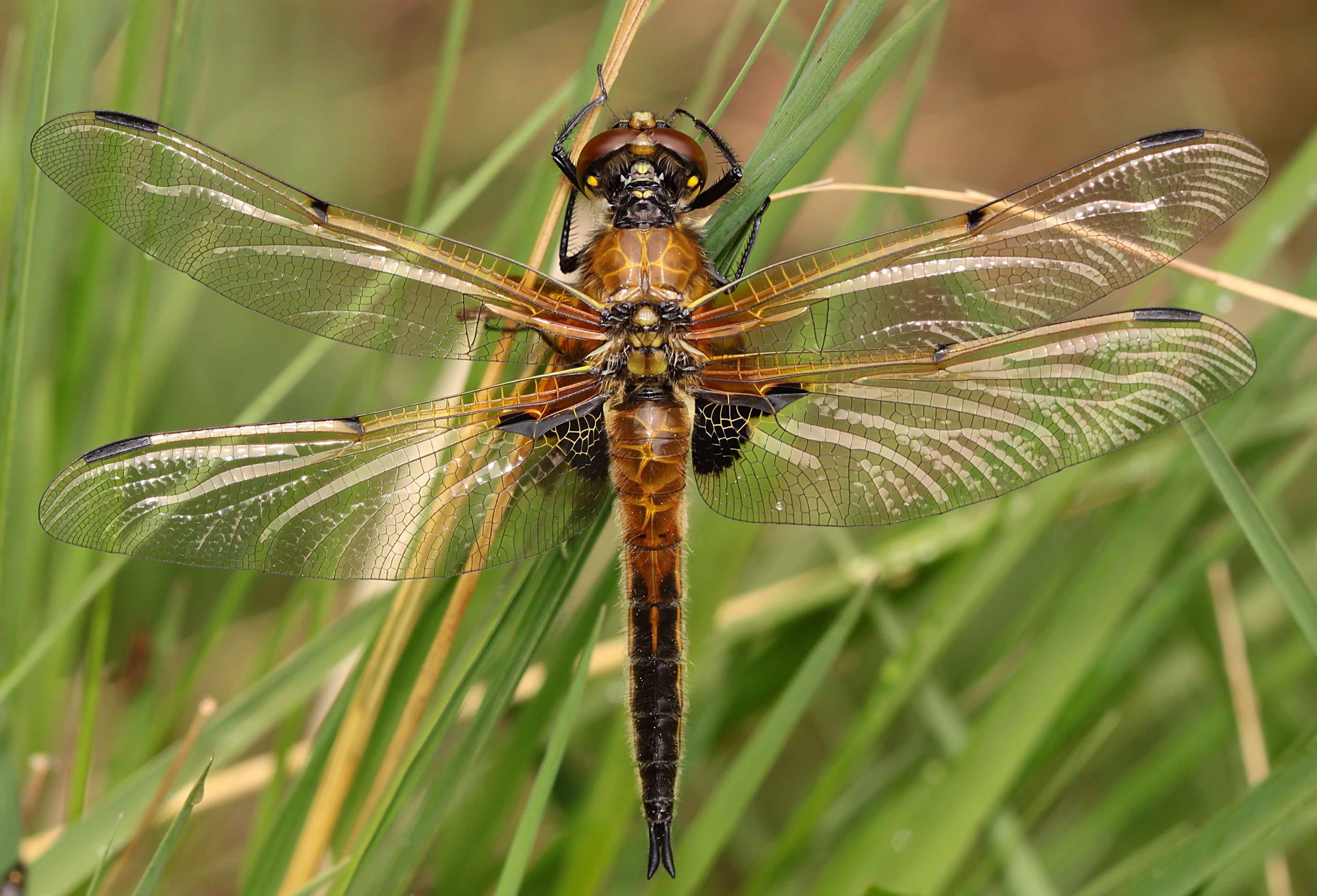 Vierfleck, Libellula quadrimaculata.