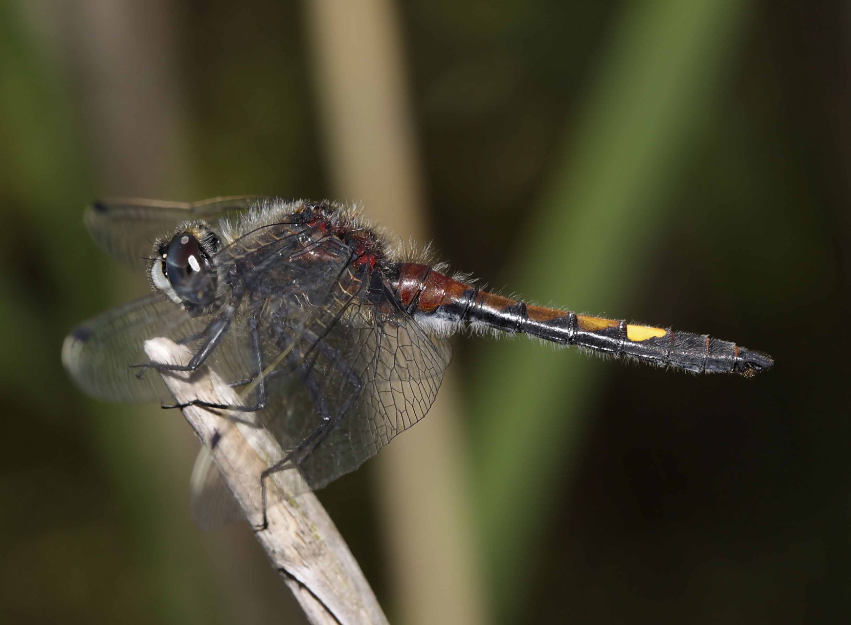 Große Moosjungfer, Leucorrhinia pectoralis.