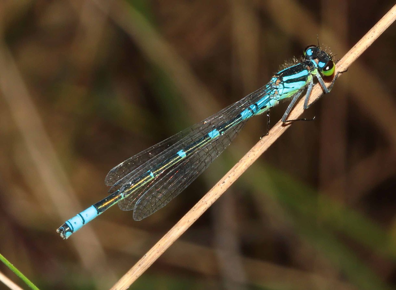 Ein Männchen der Mond-Azurjungfer, Coenagrion lunulatum.