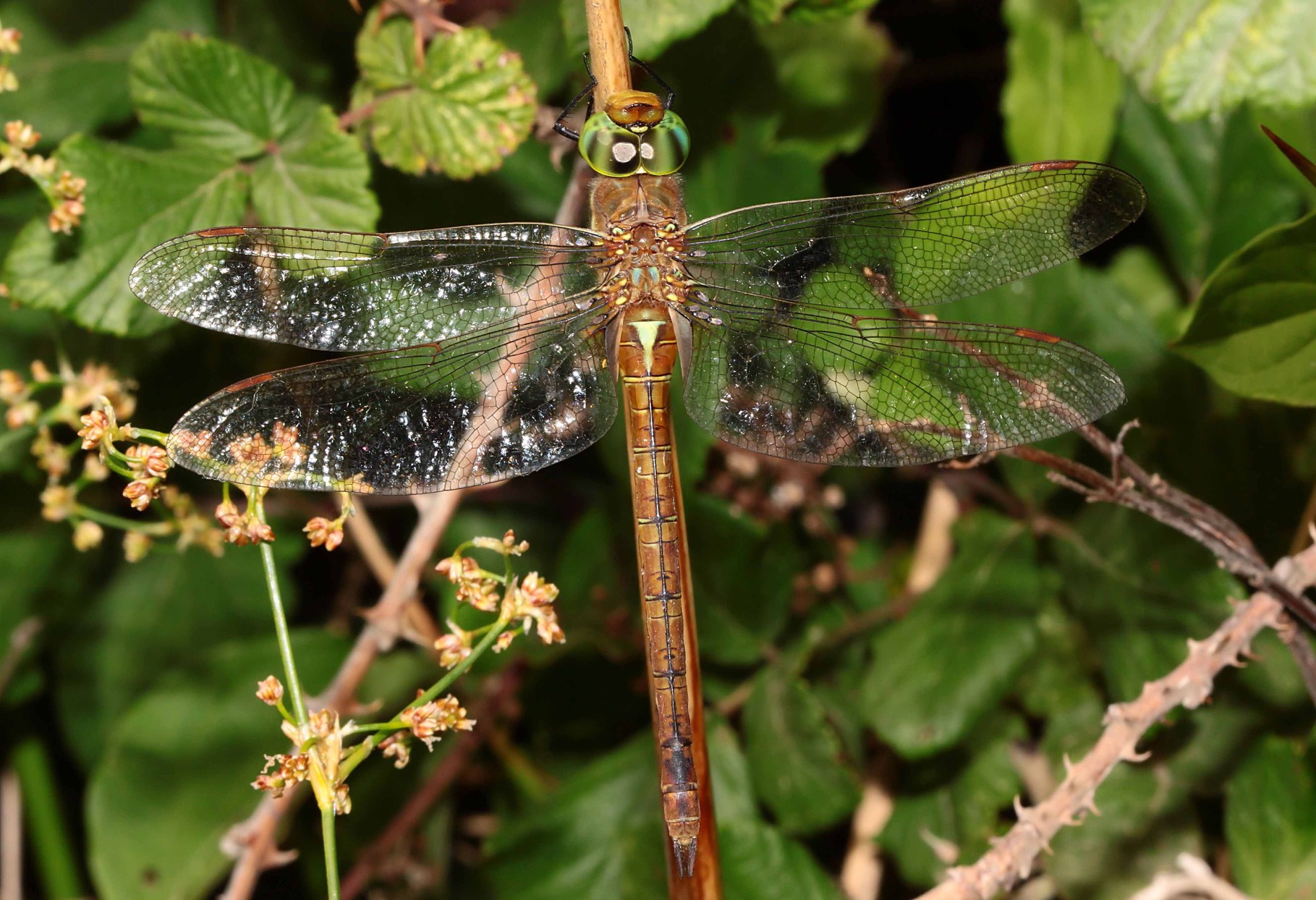 Keilfleck-Mosaikjungfer, Aeshna isoceles, Weibchen.