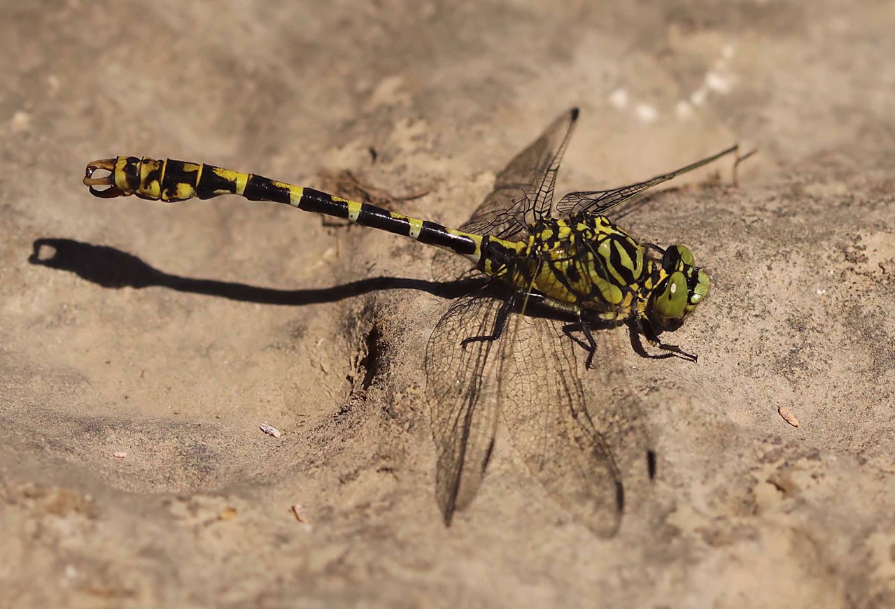 Kleine Zangenlibelle, Onychogomphus forcipatus, Männchen.