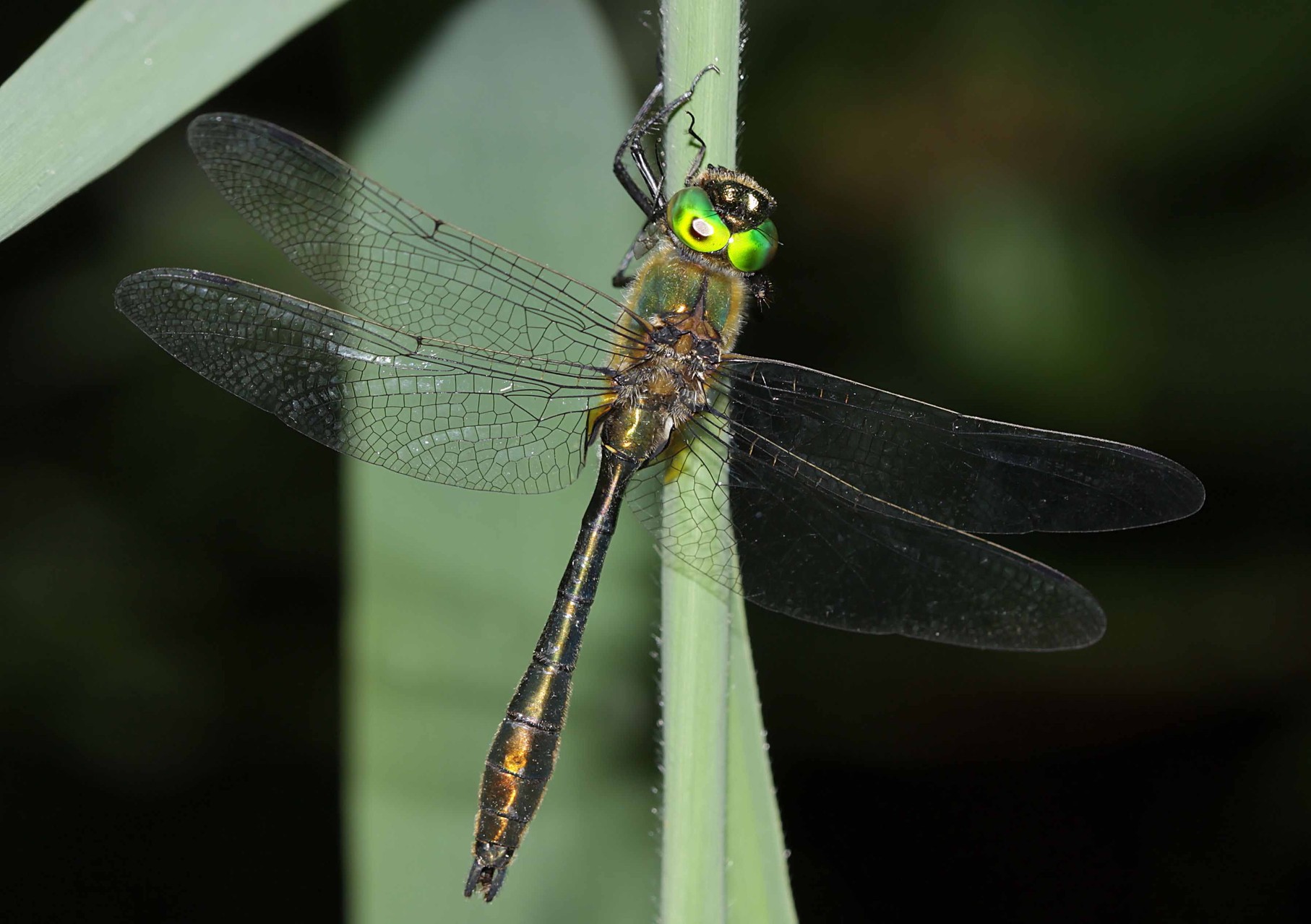 Gemeine Falkenlibelle, Cordulia aenea, Männchen.