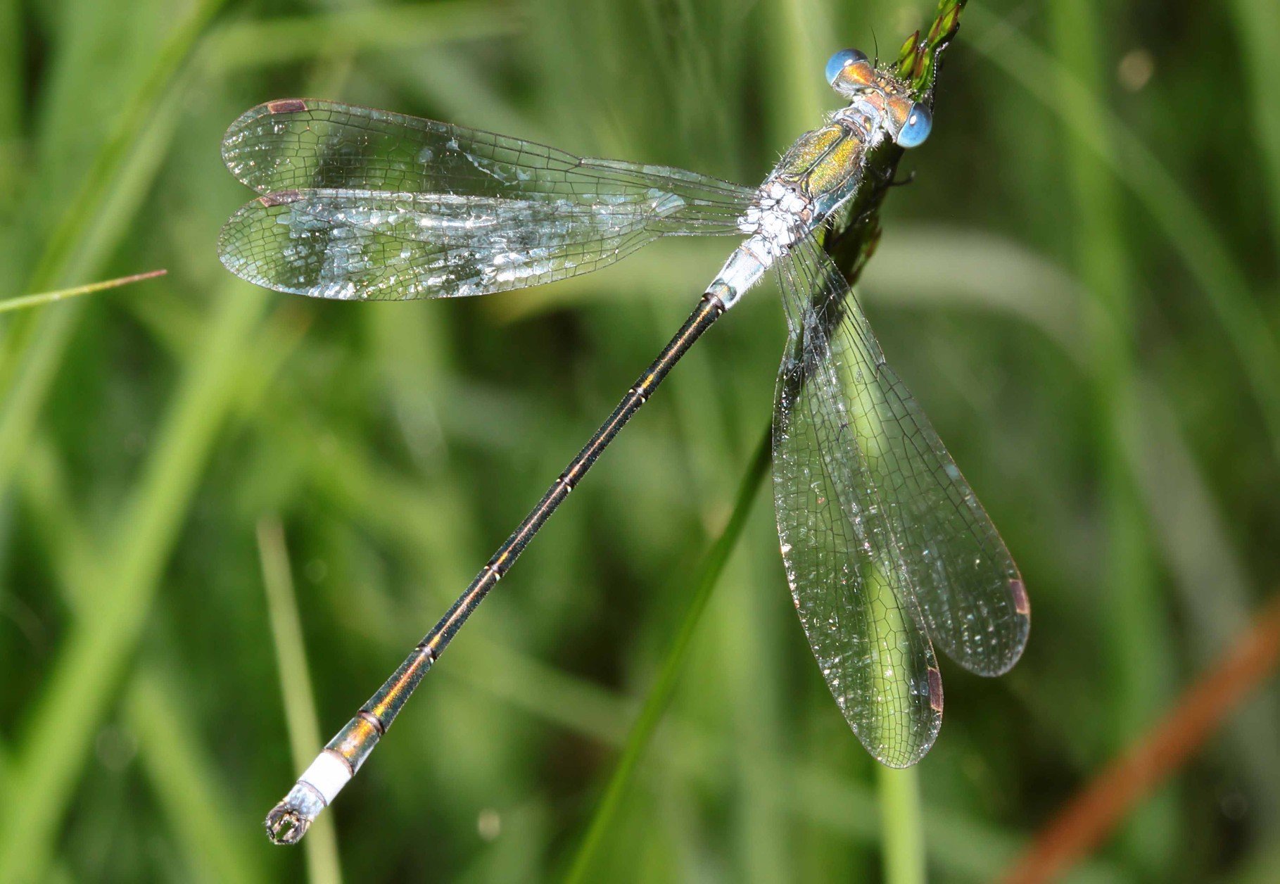 Gemeine Binsenjungfer, Lestes sponsa, Männchen.