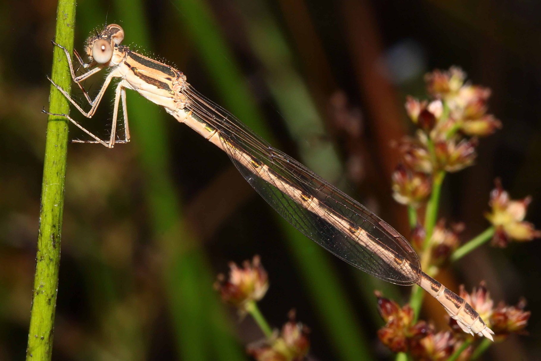 Gemeine Winterlibelle, Sympecma fusca, junges Weibchen.