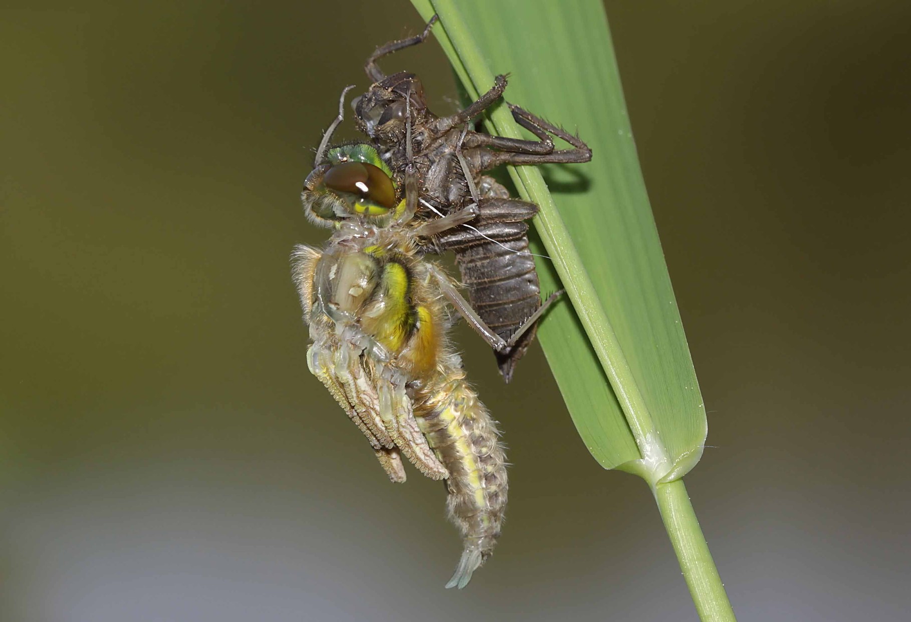 Vierfleck, Libellula quadrimculata, Männchen, beim Schlupf (2).