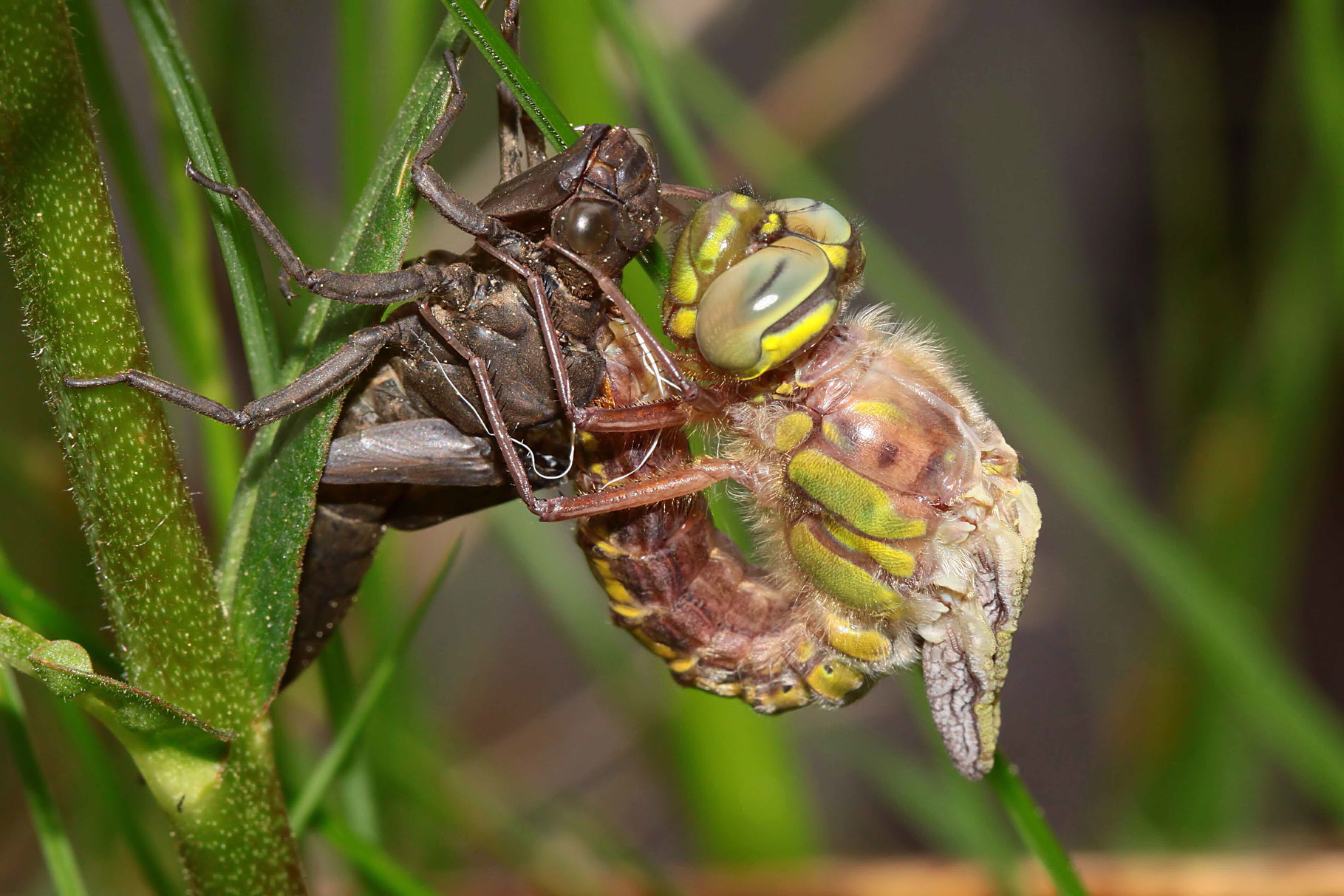 Nach einer Ruhephase von ca. 45 Minuten befreit die Libelle ihr Abdomen aus der alten Larvenhaut...