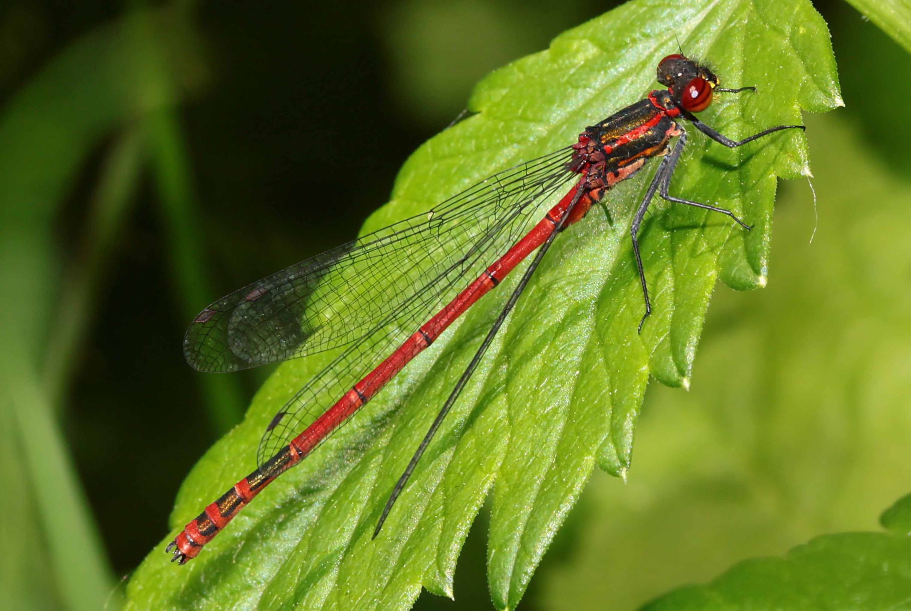 Frühe Adonislibelle, Pyrrhosoma nymphula, Männchen.