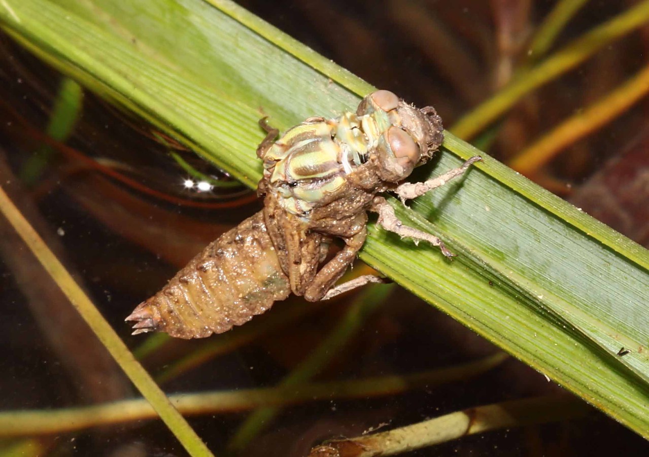 Große Zangenlibelle, Onychogomphus uncatus, Männchen beim Schlupf (1).