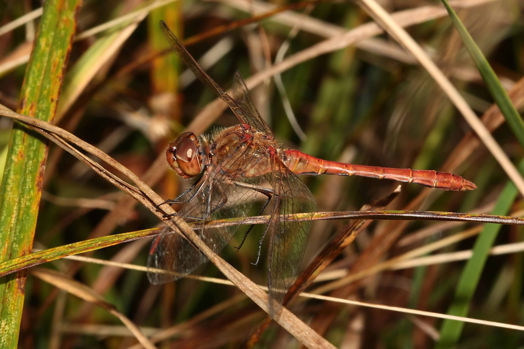 Südliche Heidelibelle, Sympetrum meridionale.