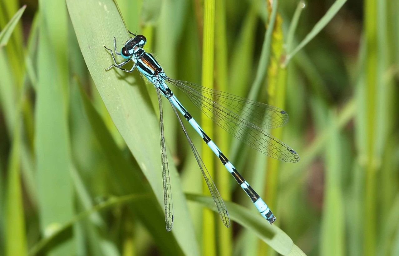 Ein Männchen der Vogel-Azurjungfer, Coenagrion ornatum.