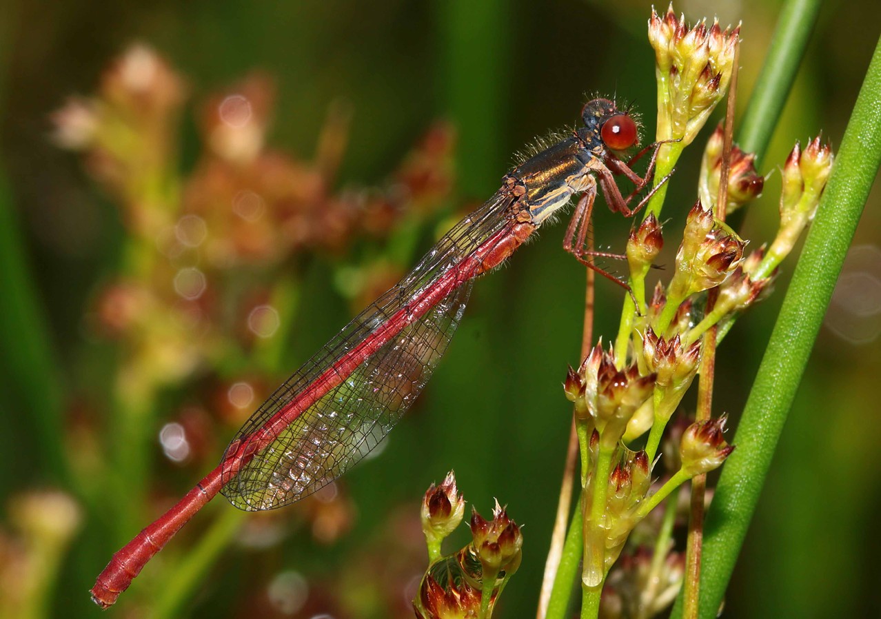 Ein Männchen der Späten Adonislibelle, Ceriagrion tenellum.