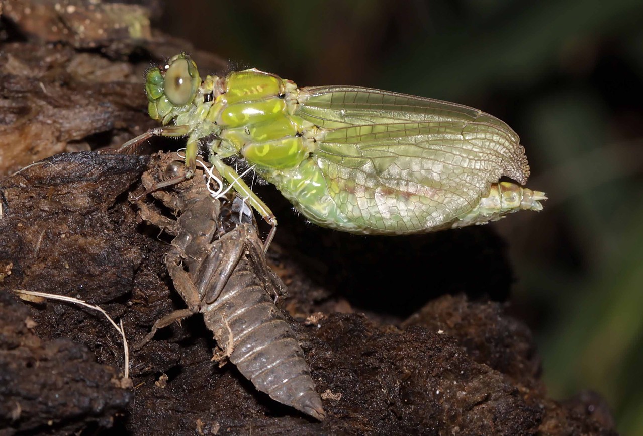 Grüne Flussjungfer, Ophiogomphus cecilia, Weibchen beim Schlupf (4).