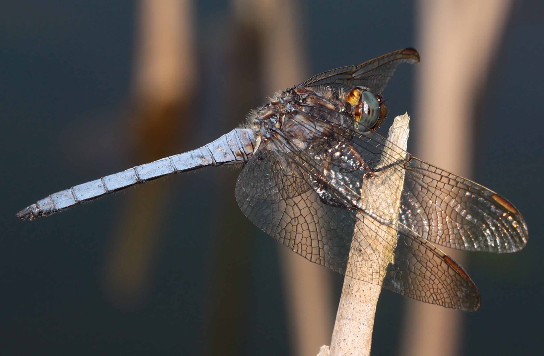 Kleiner Blaupfeil (Orthetrum coerulescens), Männchen.